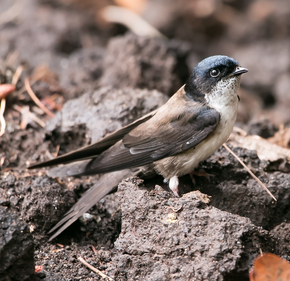 Black-capped Swallow - ML163458581