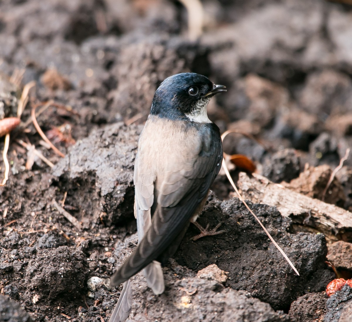 Black-capped Swallow - ML163458631