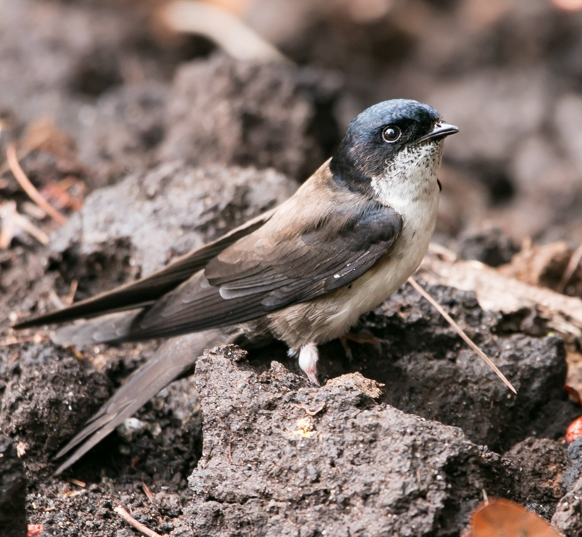 Black-capped Swallow - ML163458691