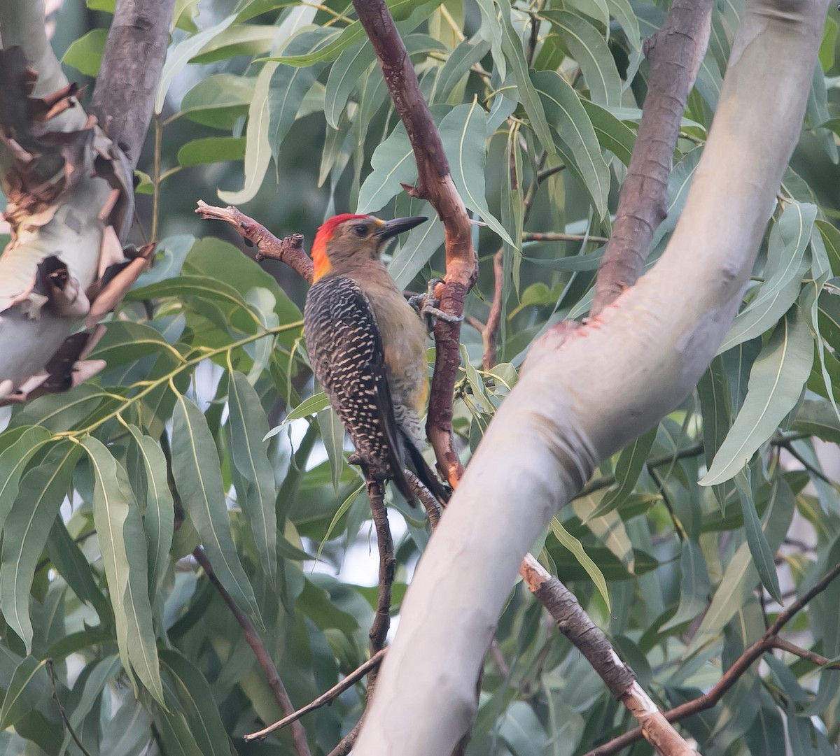 Golden-fronted Woodpecker (Velasquez's) - ML163458981