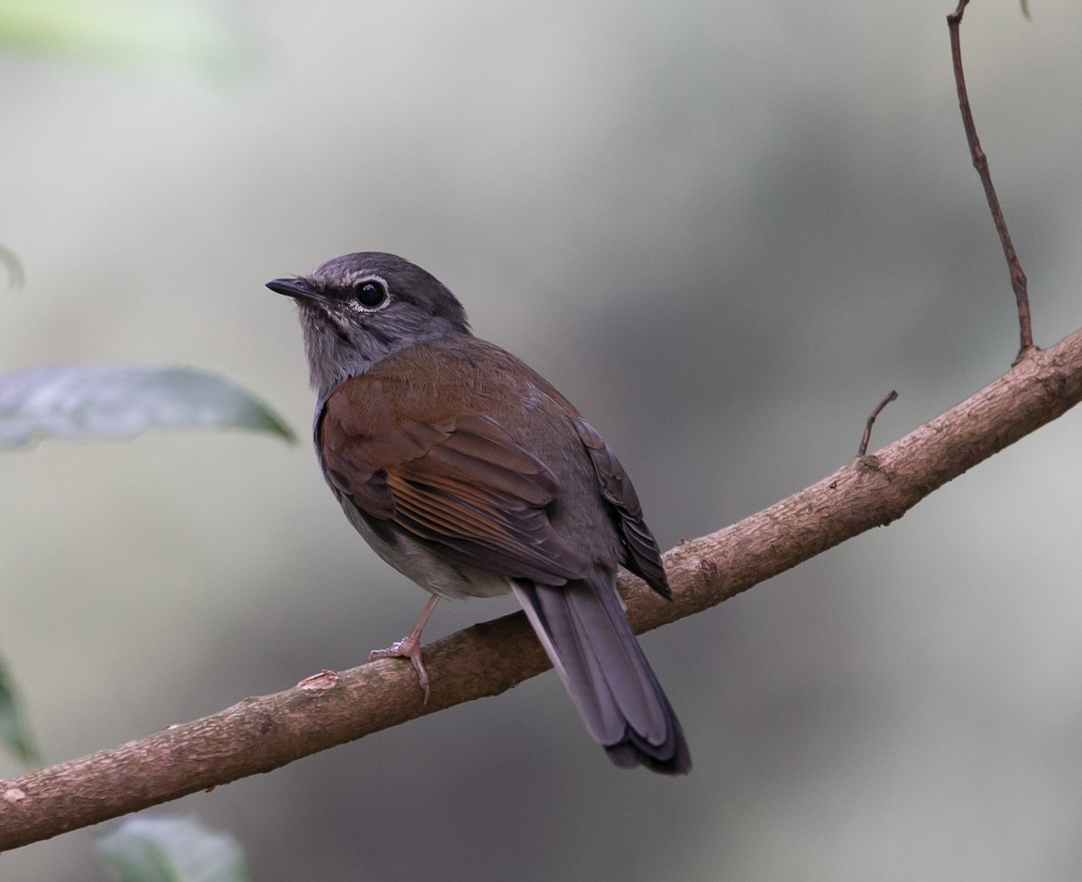 Brown-backed Solitaire - ML163459081