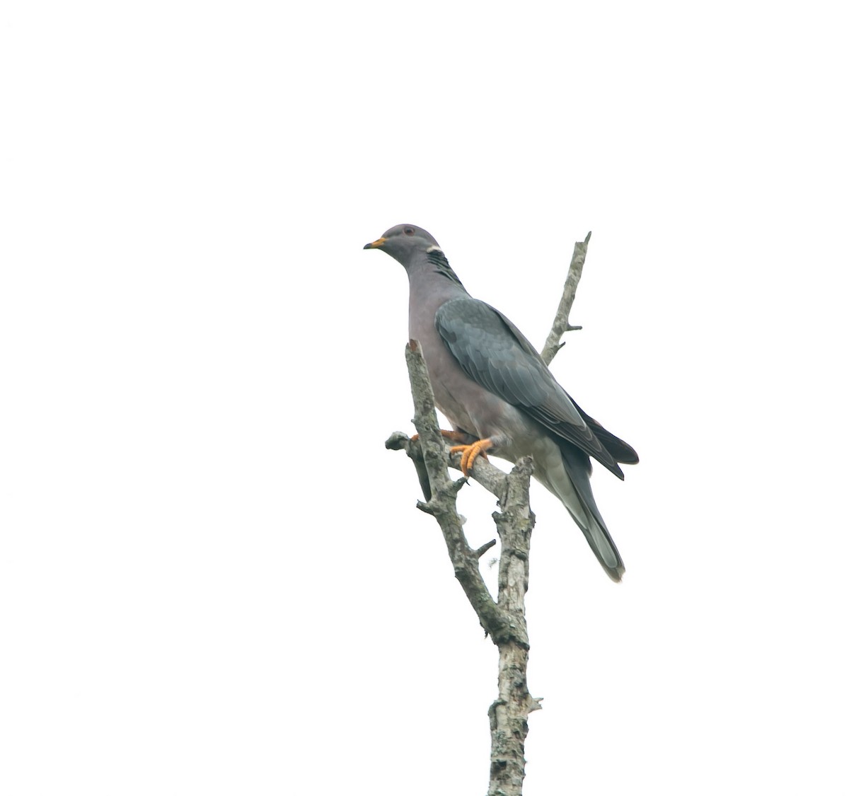 Band-tailed Pigeon - Isaias Morataya