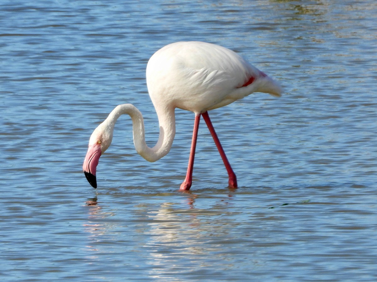 Greater Flamingo - ML163465921