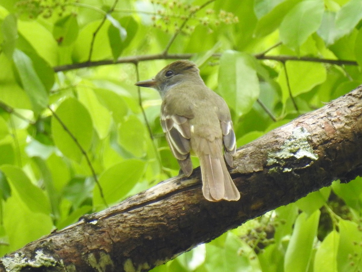 Great Crested Flycatcher - ML163467721