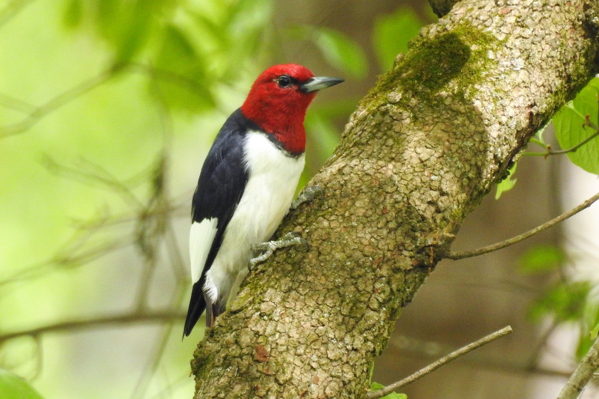 Red-headed Woodpecker - ML163467831