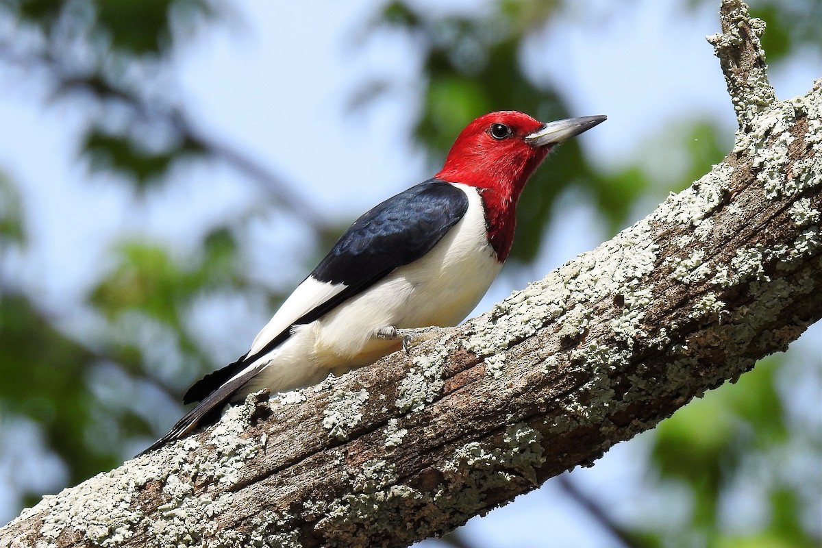 Red-headed Woodpecker - ML163468421