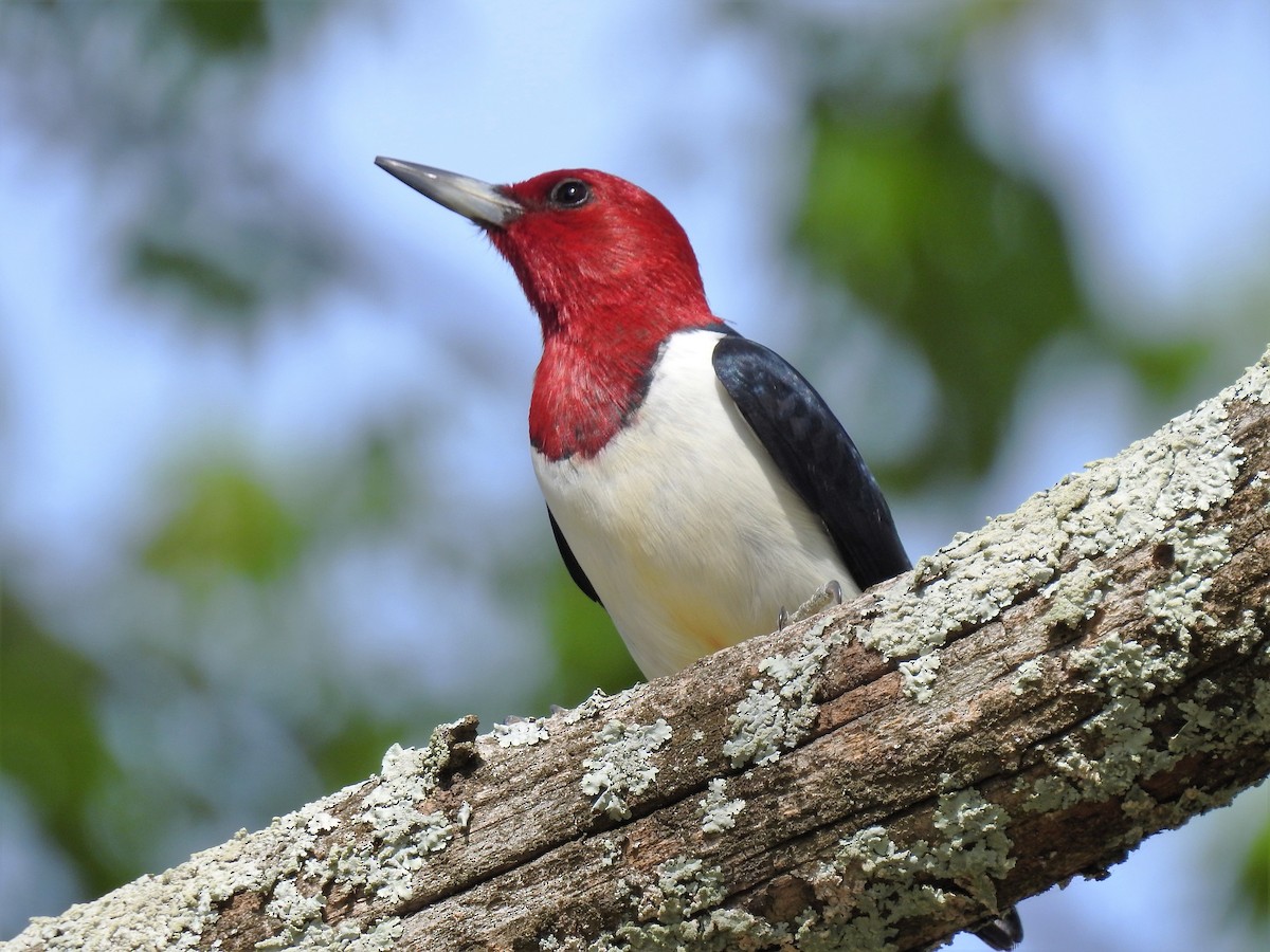 Red-headed Woodpecker - ML163468501