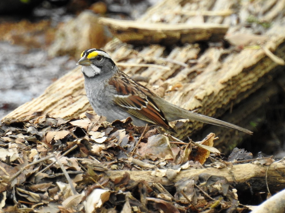White-throated Sparrow - ML163468971