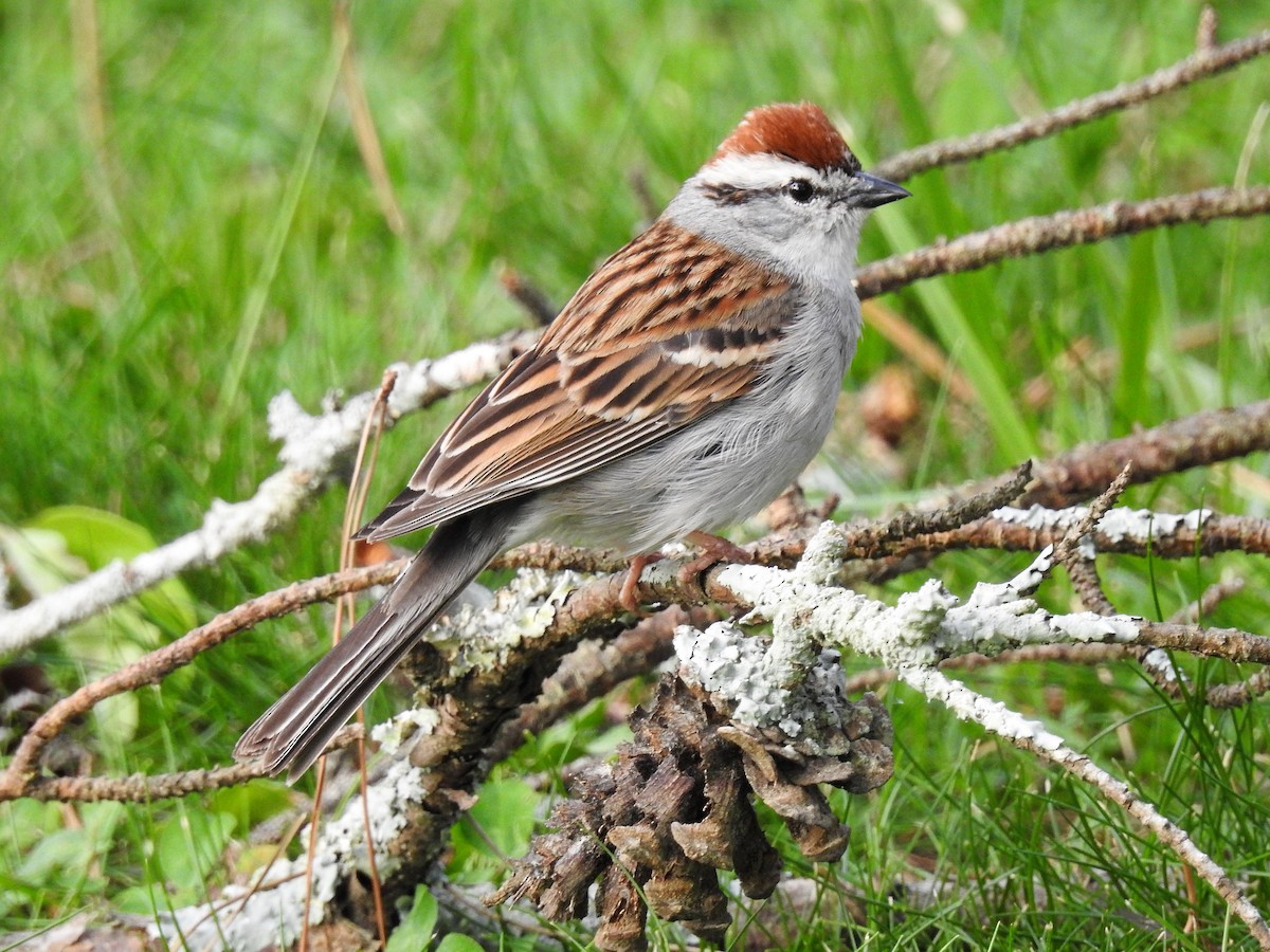 Chipping Sparrow - ML163469791