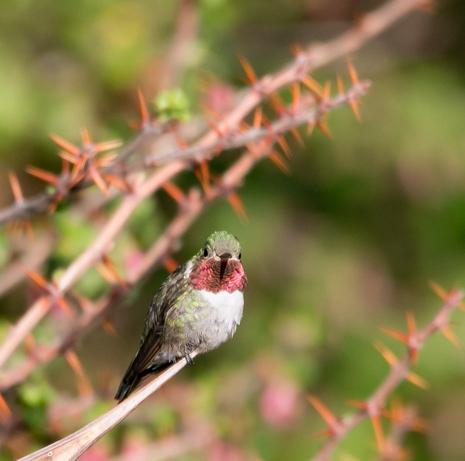 Broad-tailed Hummingbird - Isaias Morataya