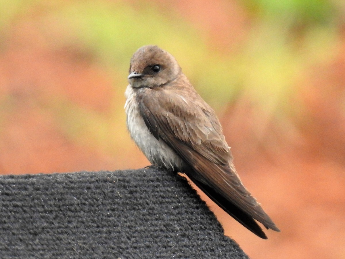 Northern Rough-winged Swallow - ML163471901