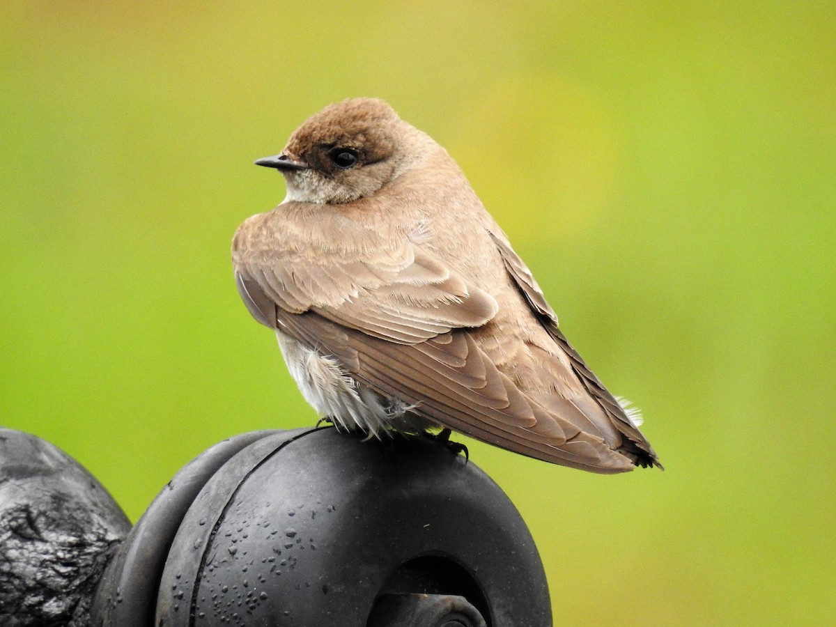 Northern Rough-winged Swallow - ML163471931
