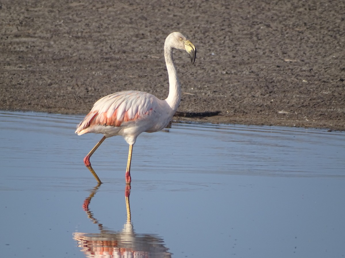 Chilean Flamingo - Charly Moreno Taucare