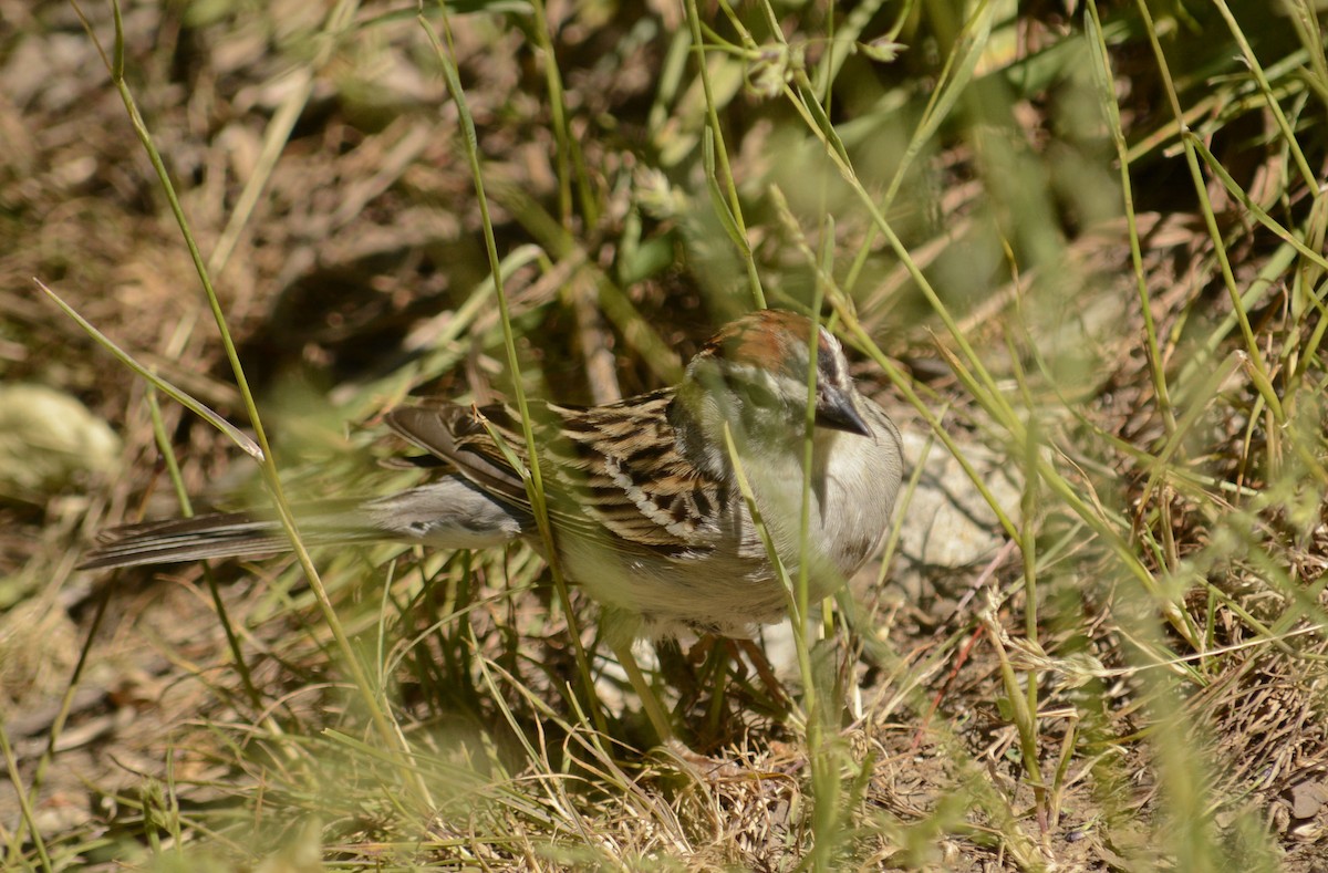 Chipping Sparrow - ML163474471