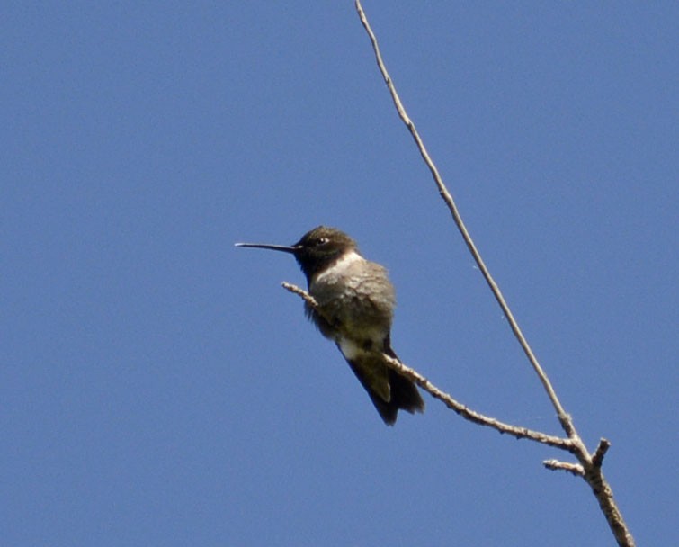 Black-chinned Hummingbird - ML163474601