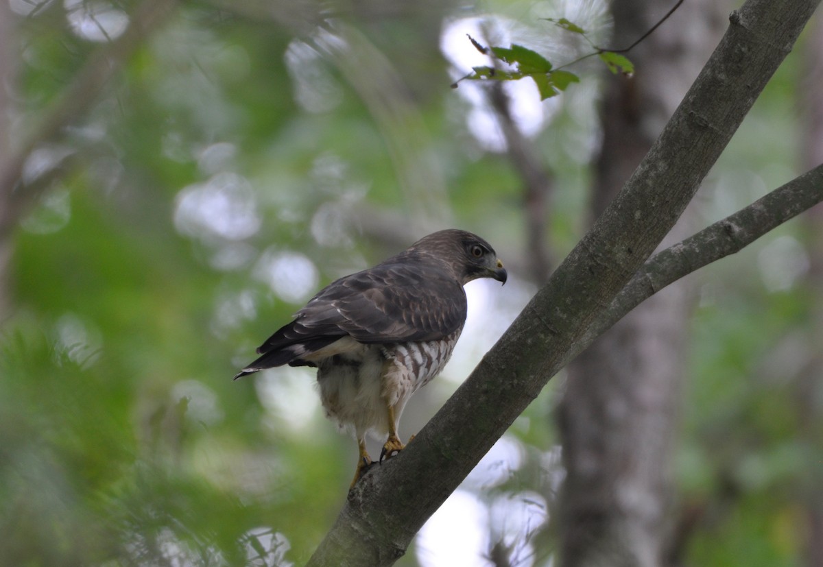 Broad-winged Hawk - Anonymous
