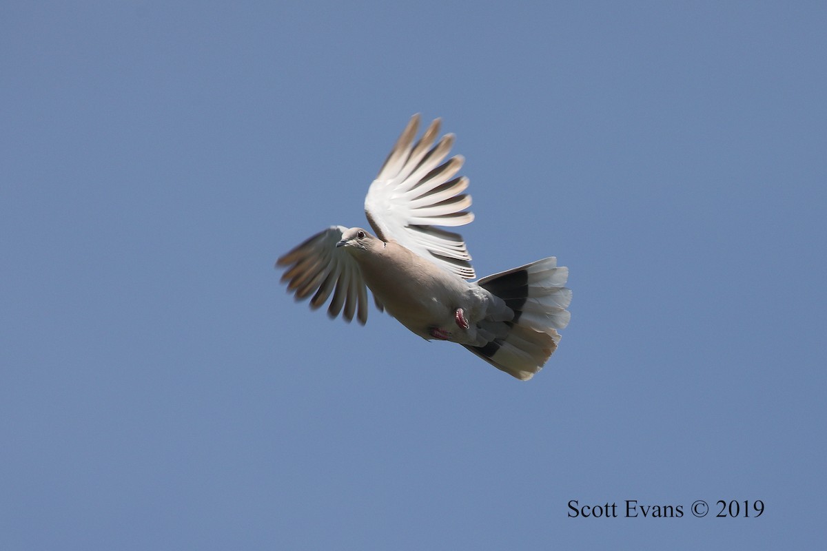 Eurasian Collared-Dove - Scott Evans