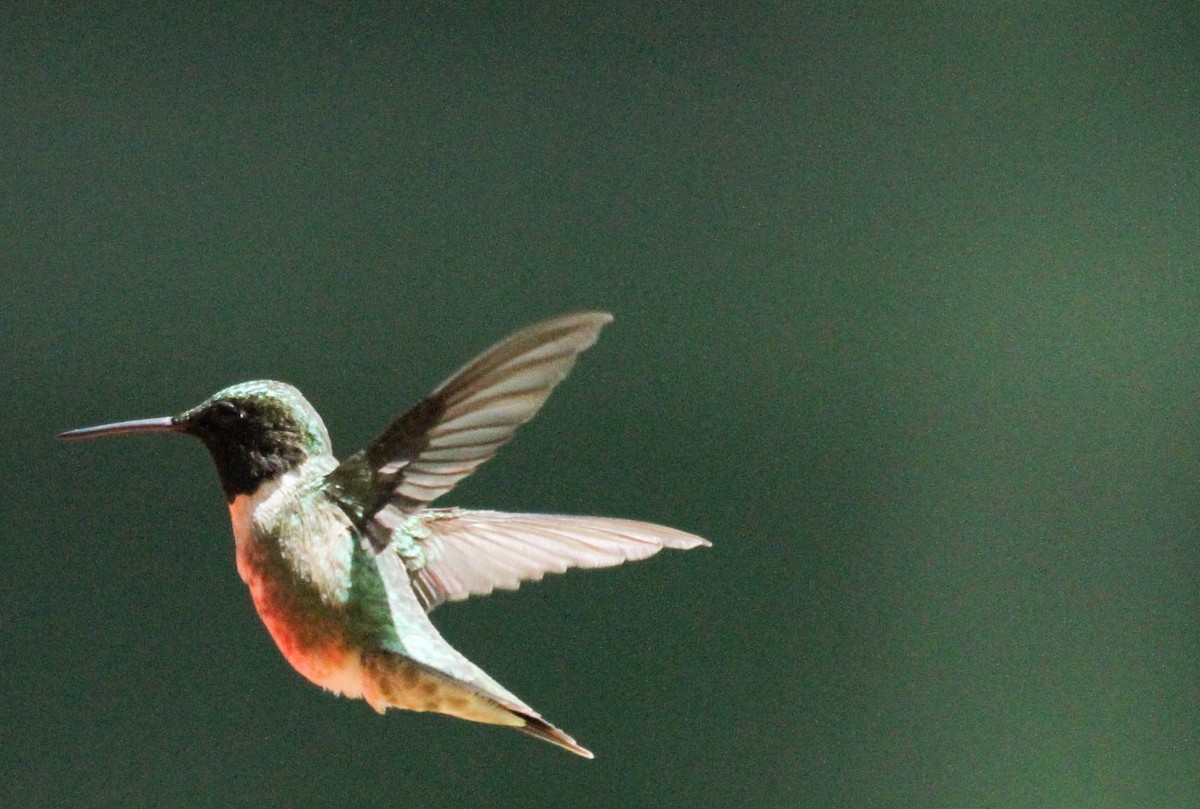 Ruby-throated Hummingbird - ML163480951