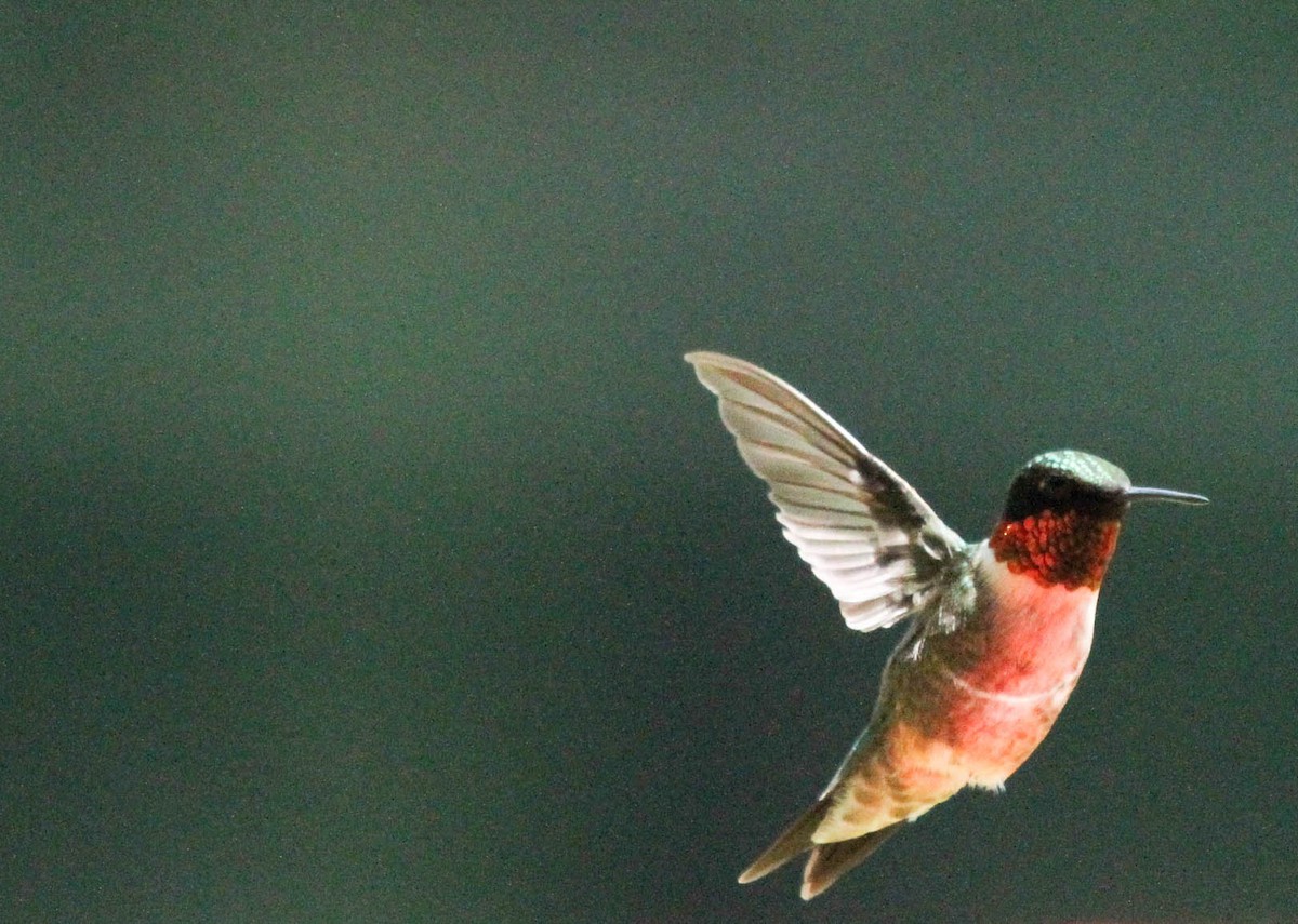 Ruby-throated Hummingbird - ML163480981