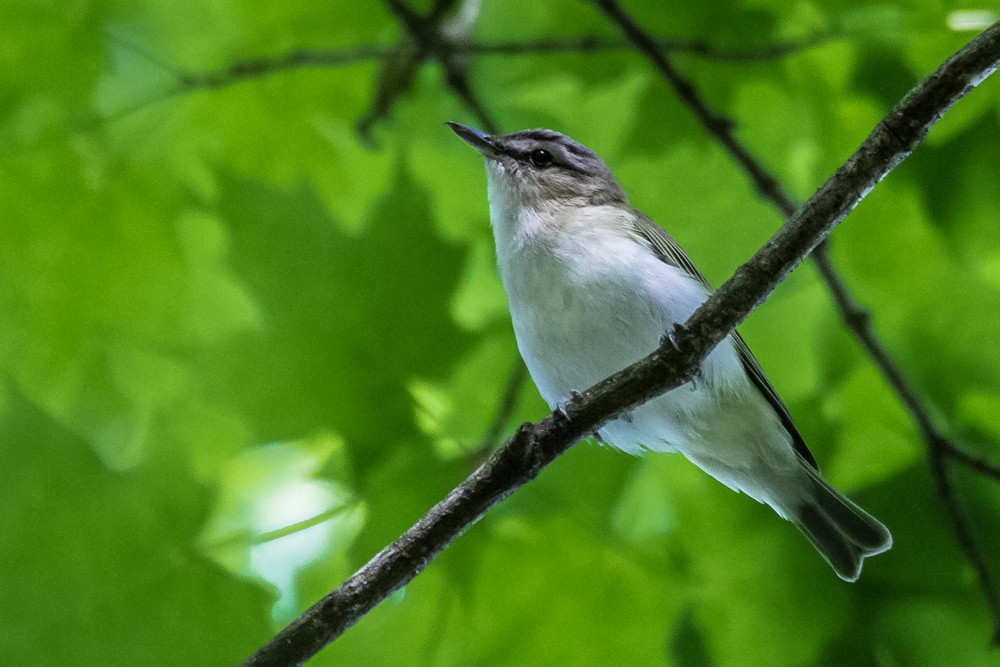 Red-eyed Vireo - Jean-Guy Papineau