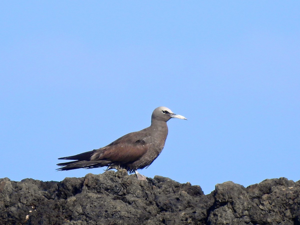Brown Noddy - Michael Young