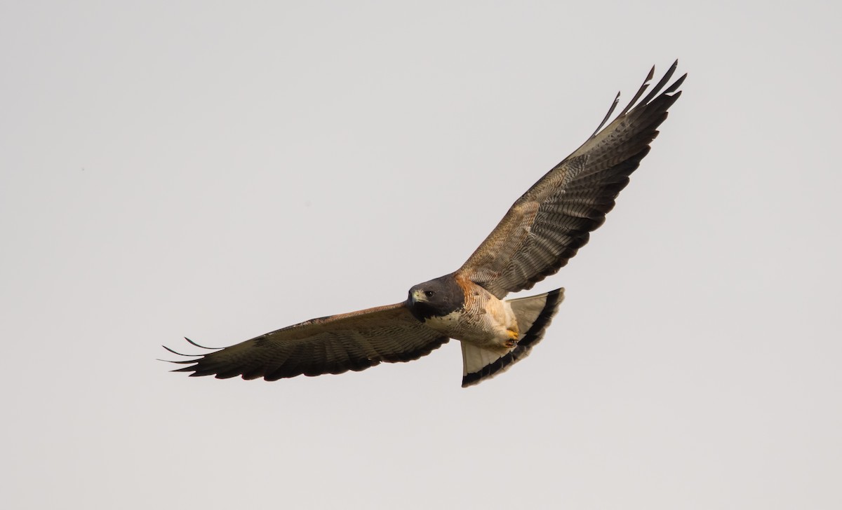 White-tailed Hawk - Pablo Re