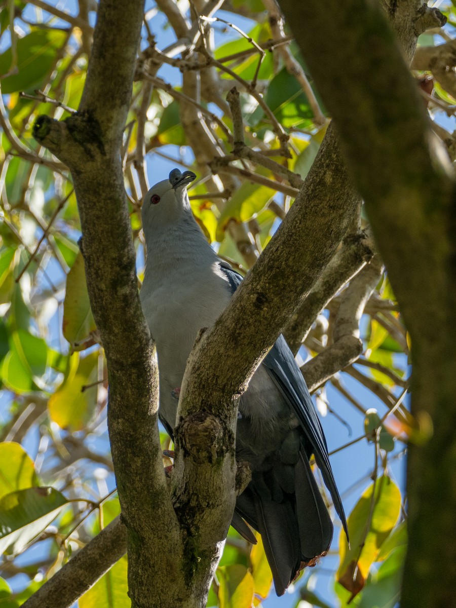 Polynesian Imperial-Pigeon - ML163492041