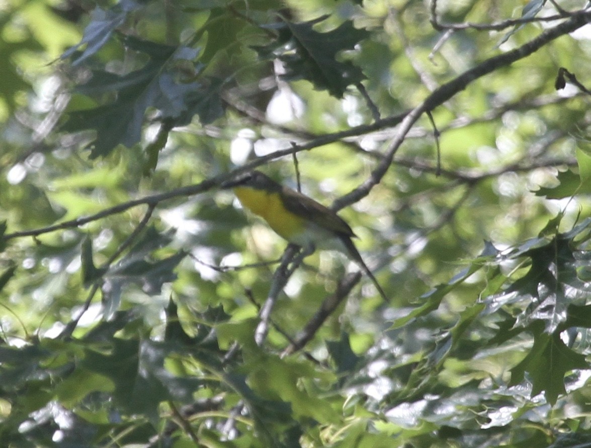 Yellow-breasted Chat - ML163492061