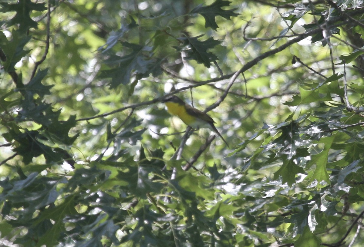 Yellow-breasted Chat - ML163492071