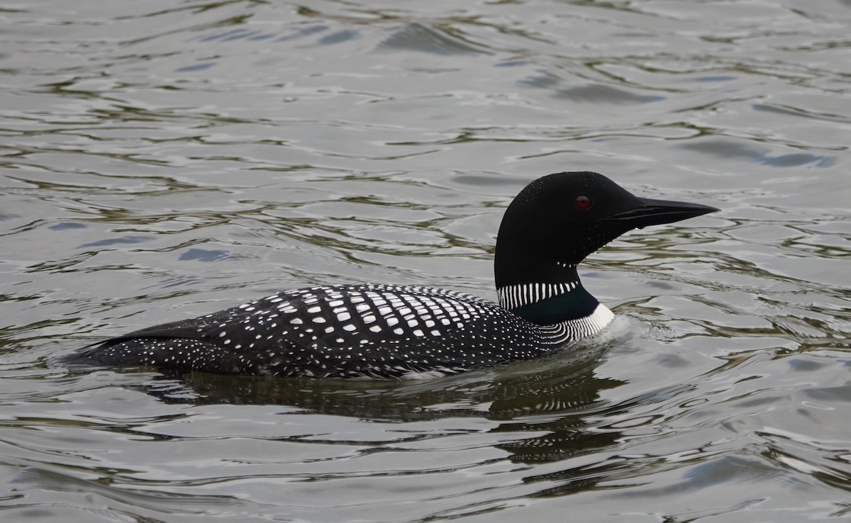 Common Loon - Peter Blancher