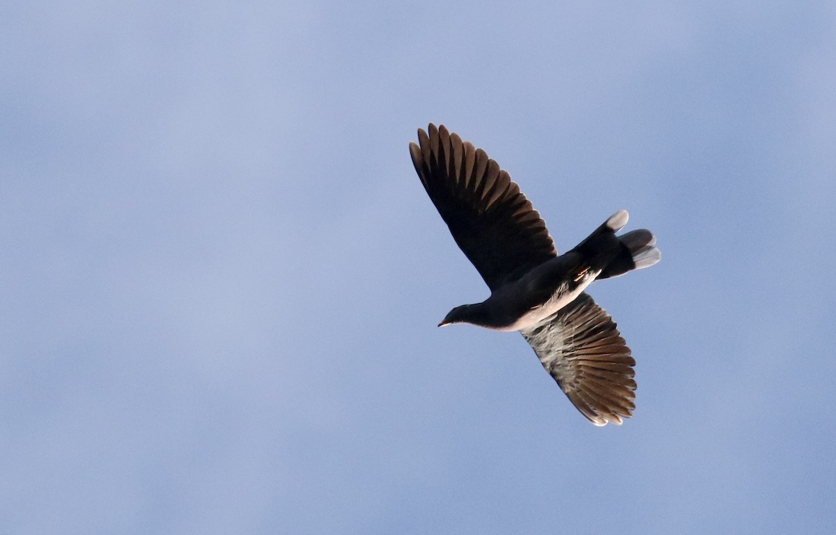 Band-tailed Pigeon (Northern) - Jay McGowan