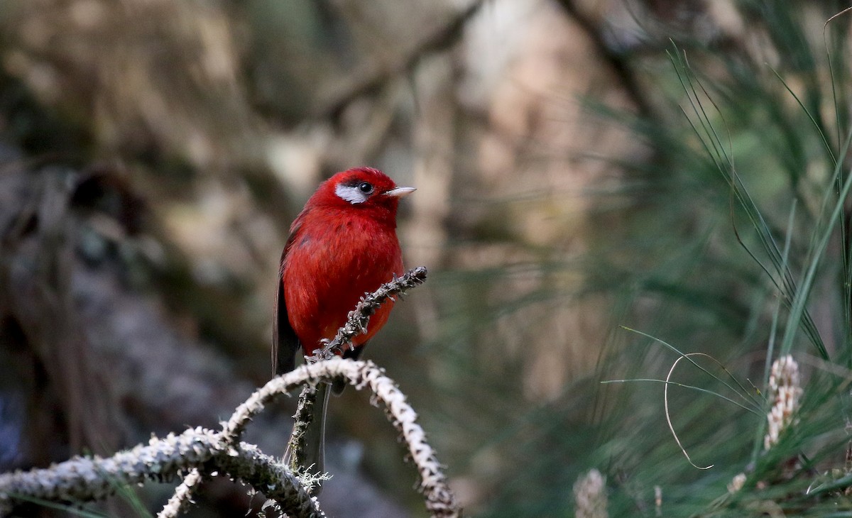 Red Warbler (White-cheeked) - Jay McGowan