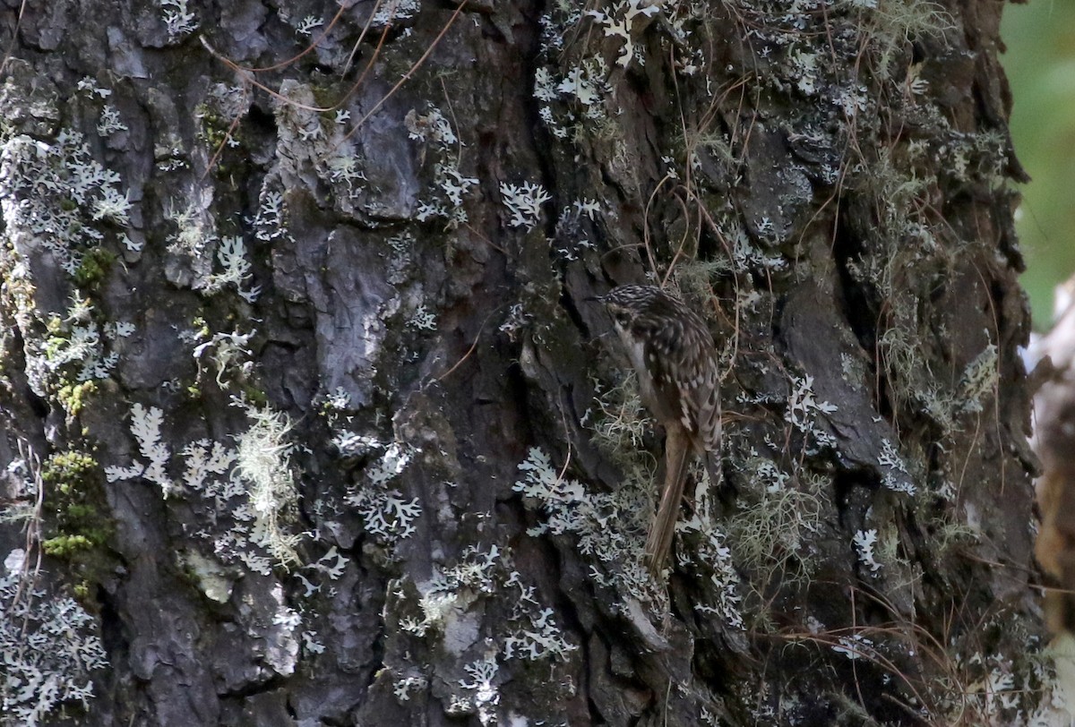 Brown Creeper (albescens/alticola) - ML163497361