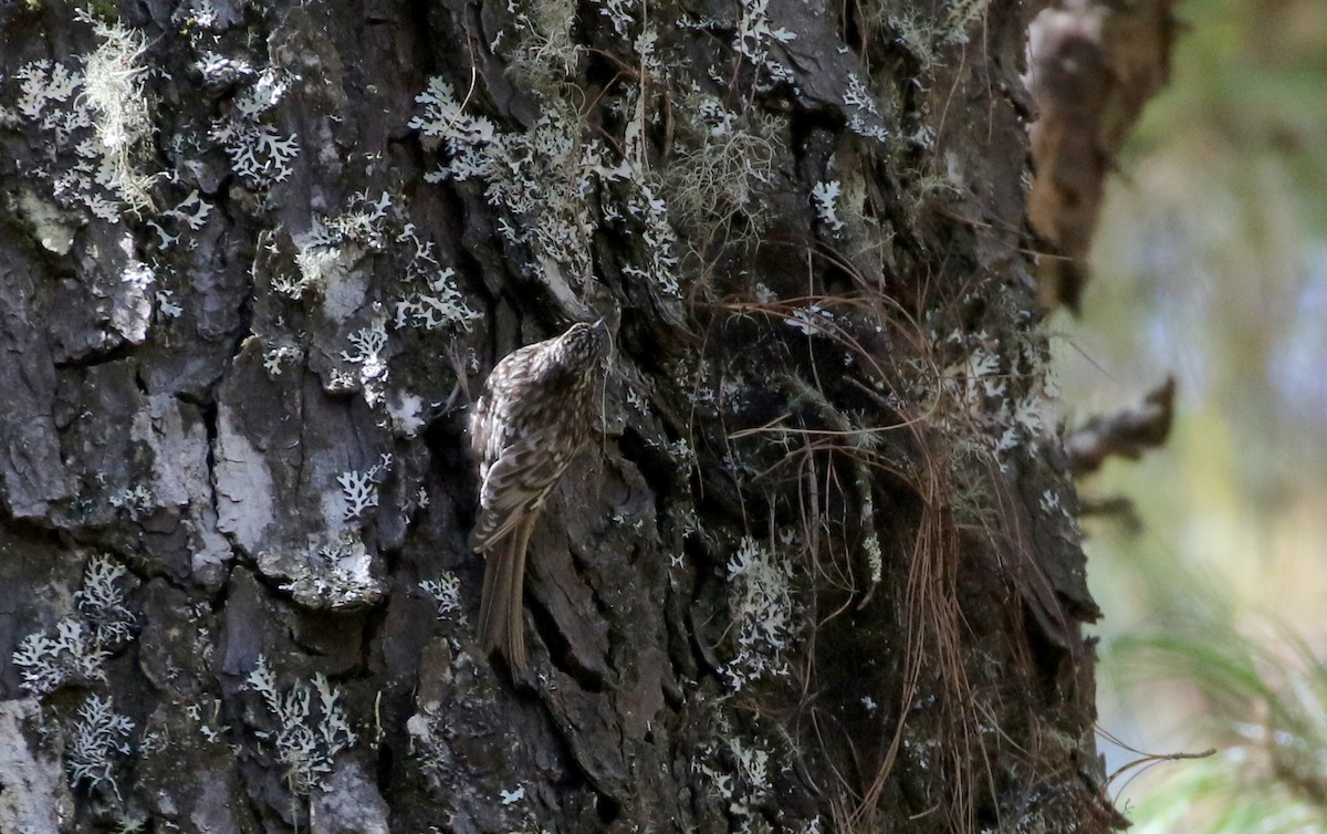 Brown Creeper (albescens/alticola) - ML163497401