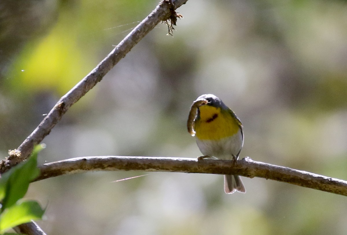 Crescent-chested Warbler - ML163497481