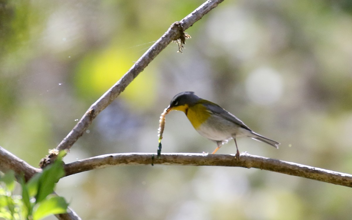 Crescent-chested Warbler - ML163497501