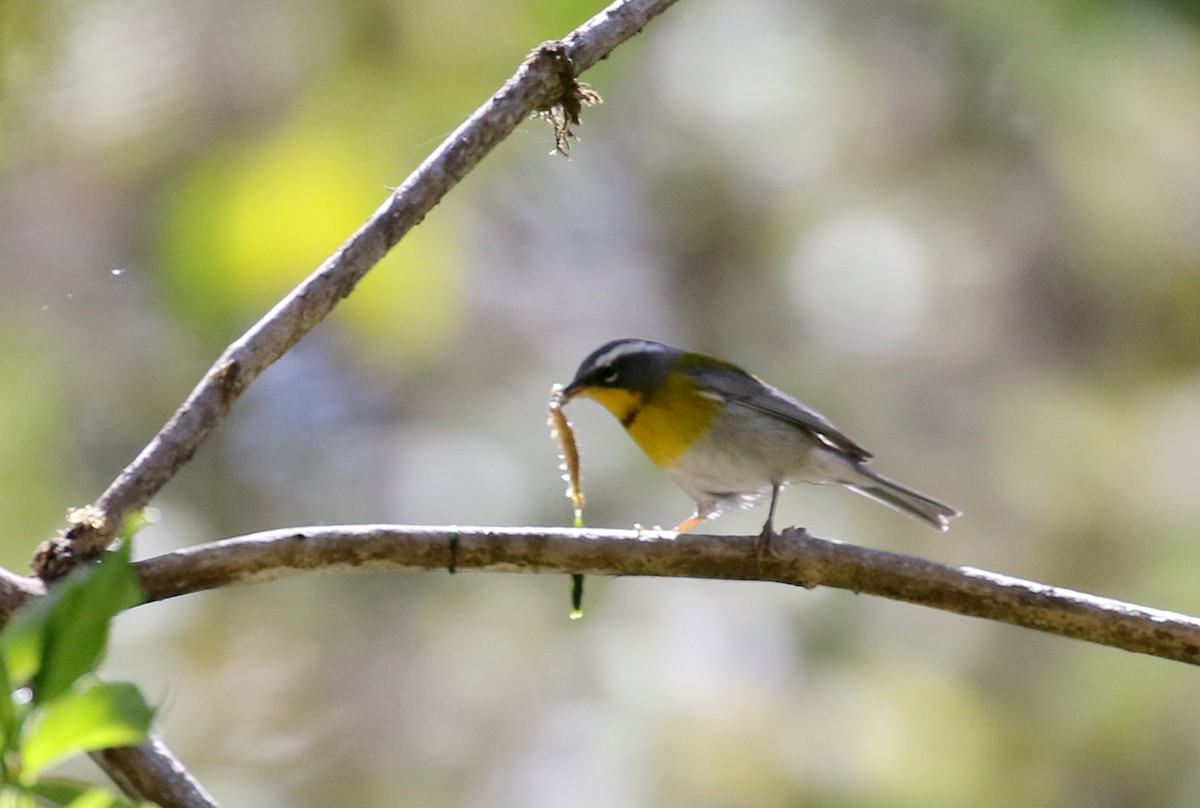 Crescent-chested Warbler - ML163497511