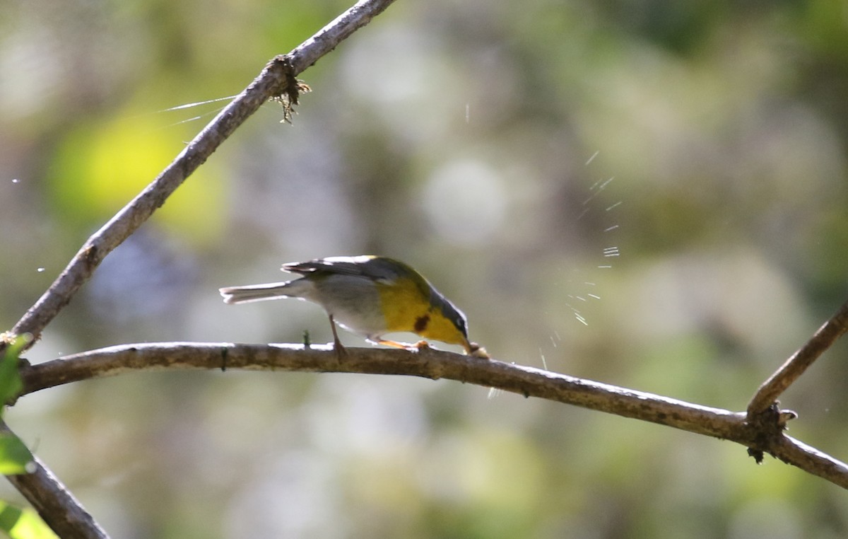 Crescent-chested Warbler - ML163497551