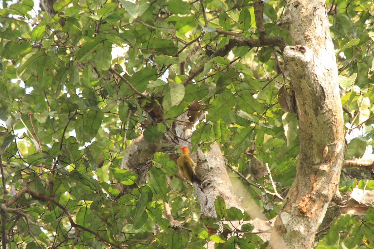 Yellow-throated Woodpecker - ML163498541