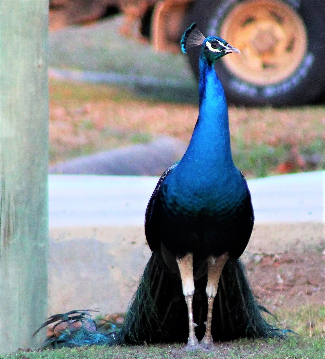 Indian Peafowl (Domestic type) - ML163506711