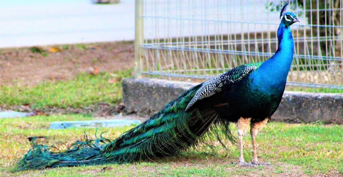 Indian Peafowl (Domestic type) - ML163506781