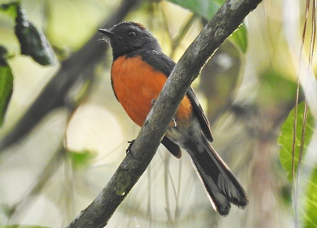 Ventral view (subspecies <em class="SciName notranslate">connectens</em>). - Slate-throated Redstart - 