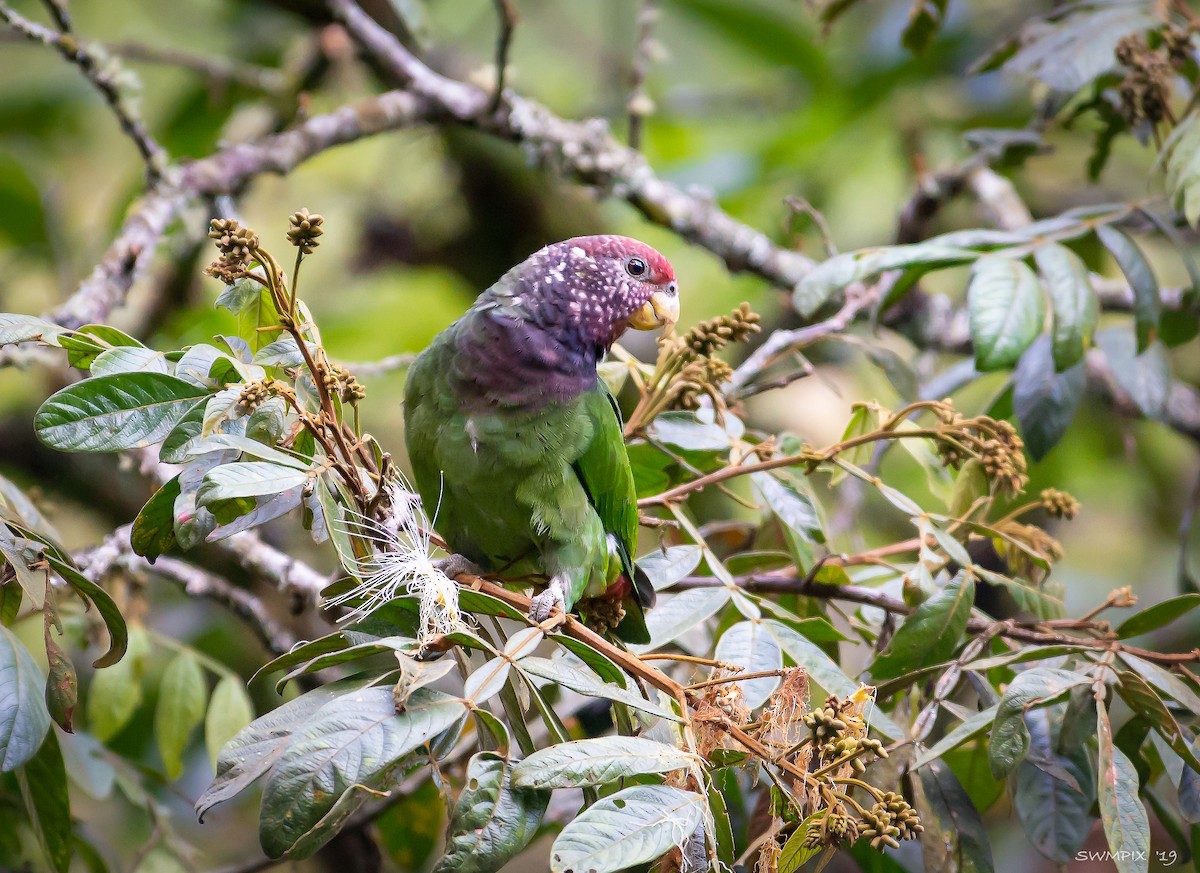 Speckle-faced Parrot - ML163510391