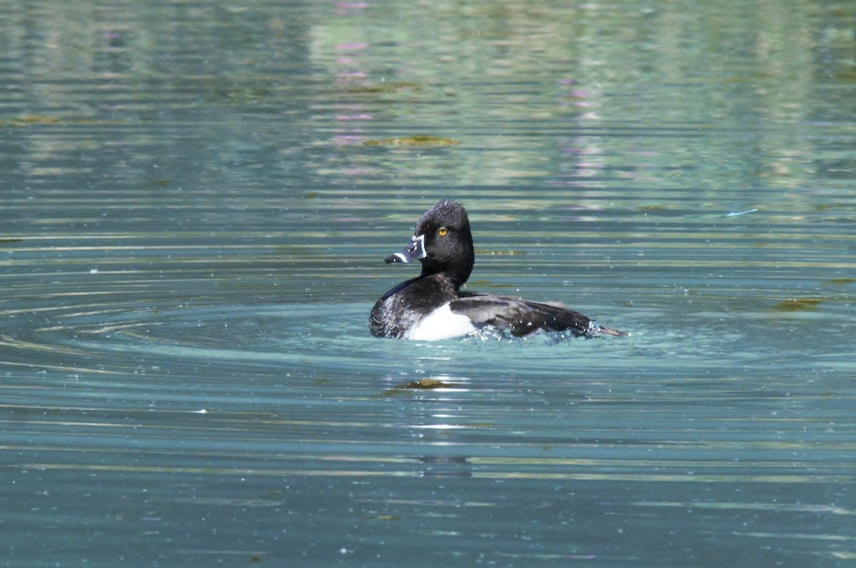 eBird Checklist - 9 Jun 2019 - Glenwood Fish Hatchery - 20 species