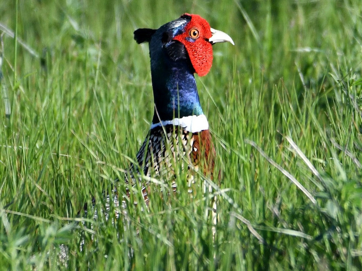 Ring-necked Pheasant - ML163517931