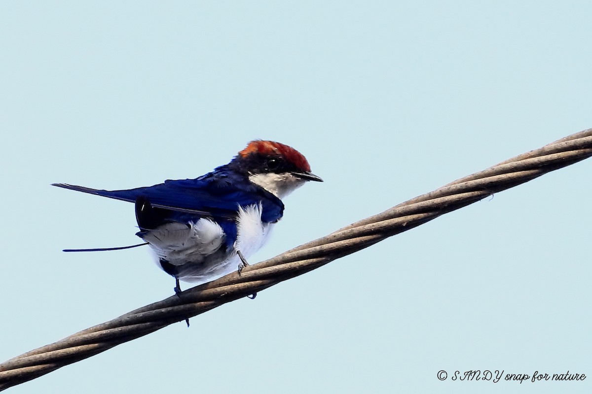 Wire-tailed Swallow - Dr.Sandip  Modi