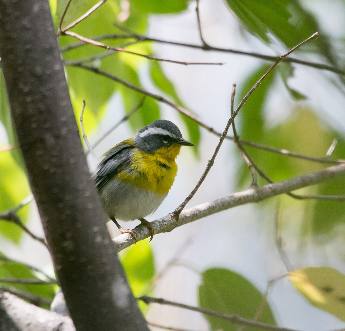 Crescent-chested Warbler - Isaias Morataya