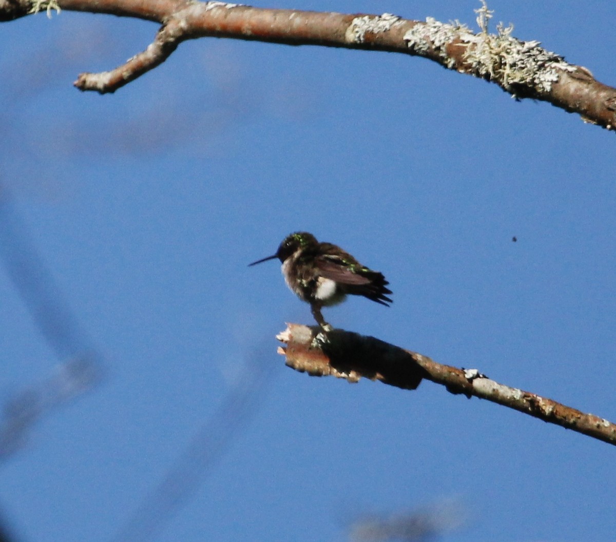 Ruby-throated Hummingbird - Karen Miller