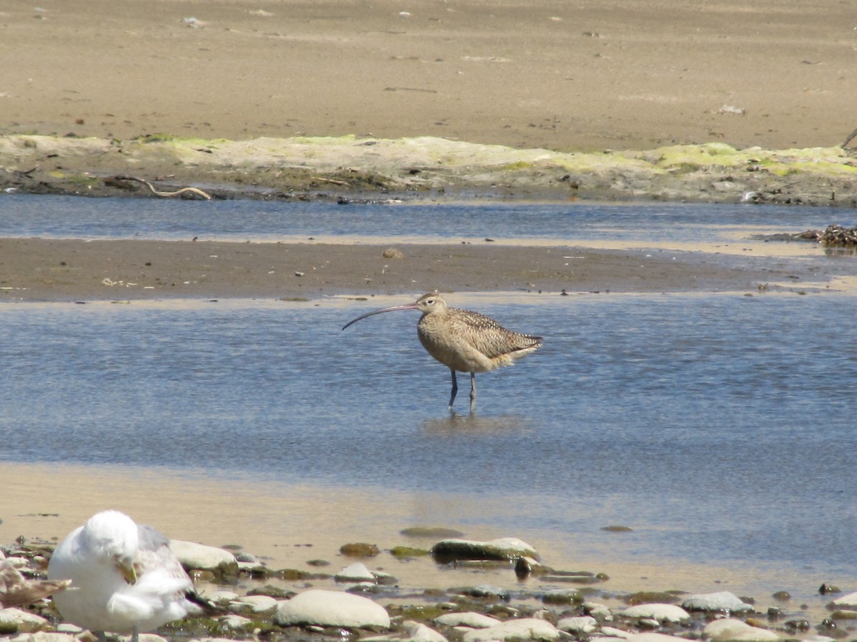 Long-billed Curlew - ML163527181