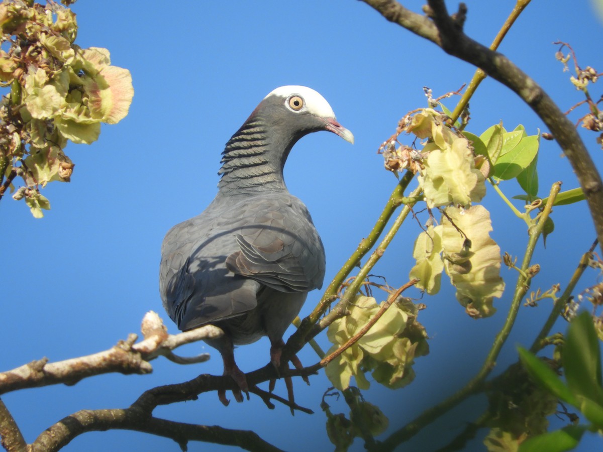 White-crowned Pigeon - Catherine McFadden